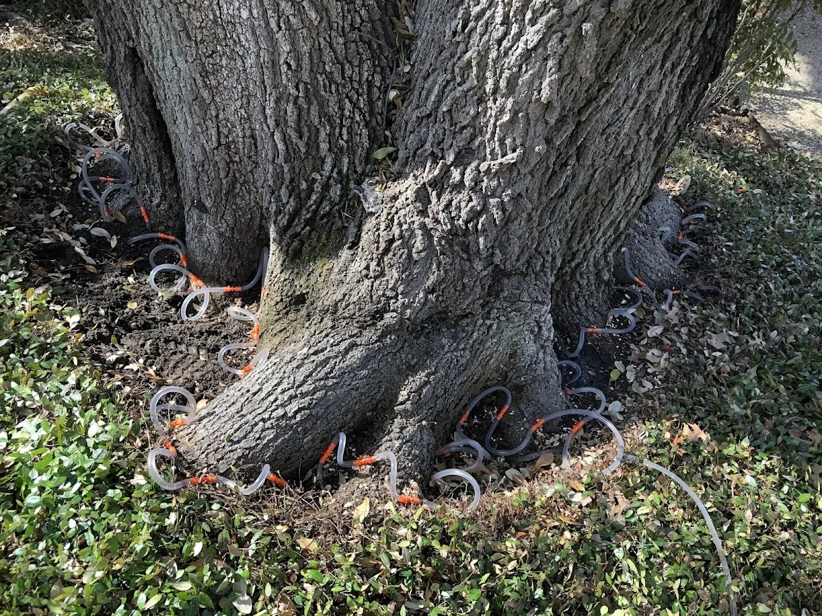 Detailed Tree Cabling and Bracing job site in Dixon