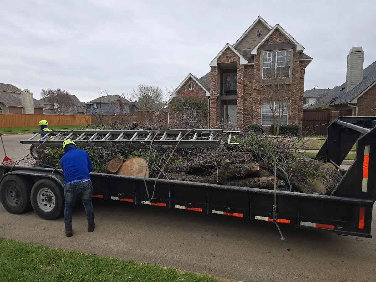 Expert Tree Removal with proper safety equipment in Dixon